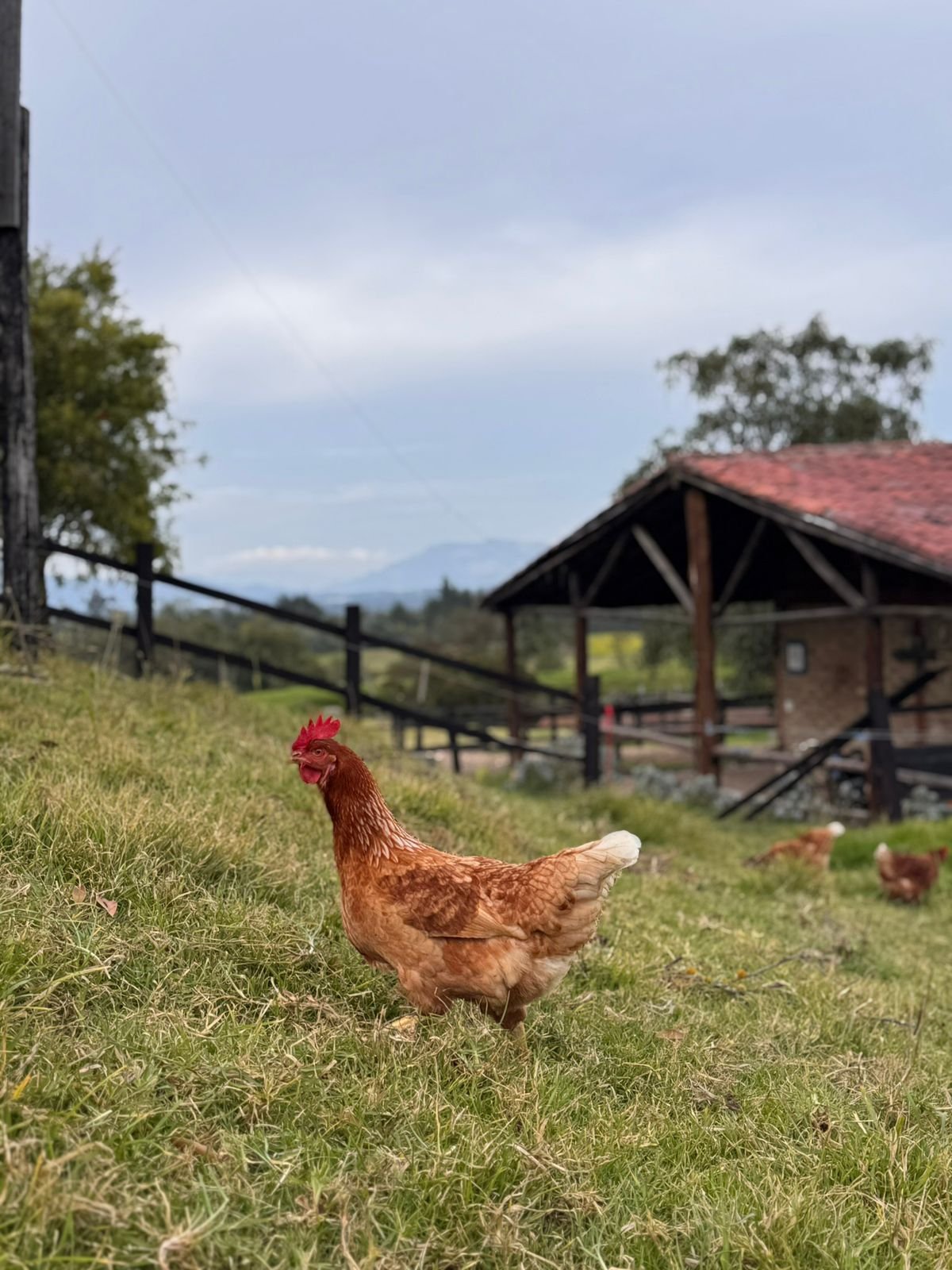 Gallina caminando en un prado